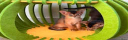 Abyssinian cats for sale: 🎖🏆🏅last 2 Abyssinian kittens  - Advert 10