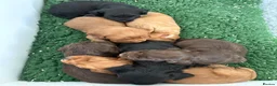 Cocker Spaniel dogs for sale: Working Cocker spaniel x2 males - Advert 4