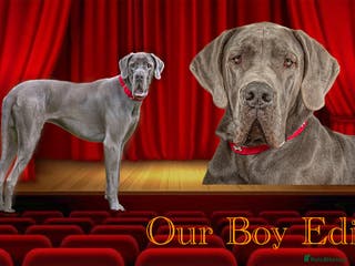 Great Dane dogs fully health tested proven outstanding solid blue in Thetford - Advert 1