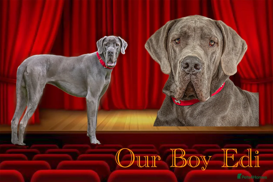 Great Dane dogs for stud: fully health tested proven outstanding solid blue in Thetford - Advert 1