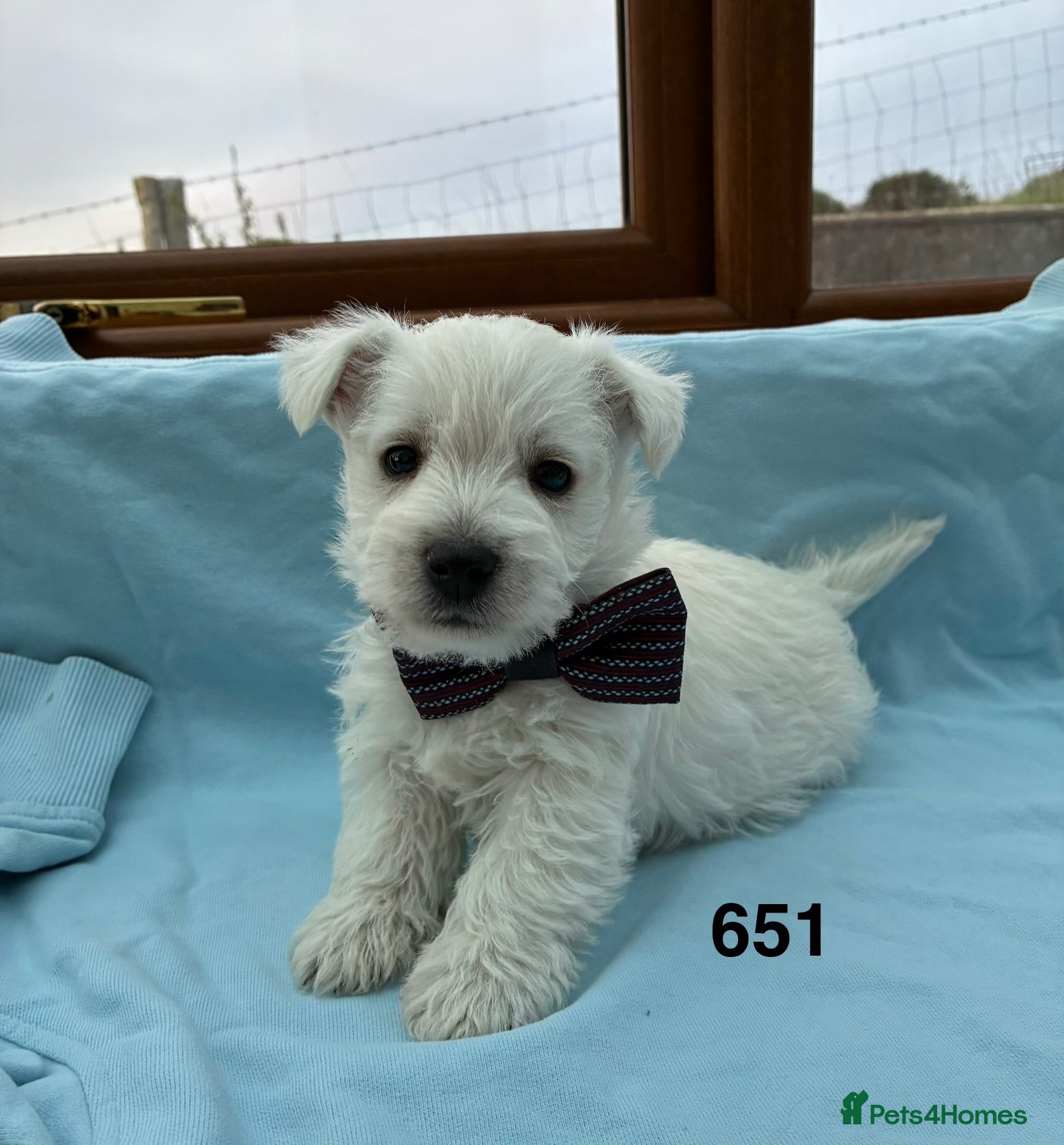 West Highland Terrier dogs West Highland Terriers  - Advert 1
