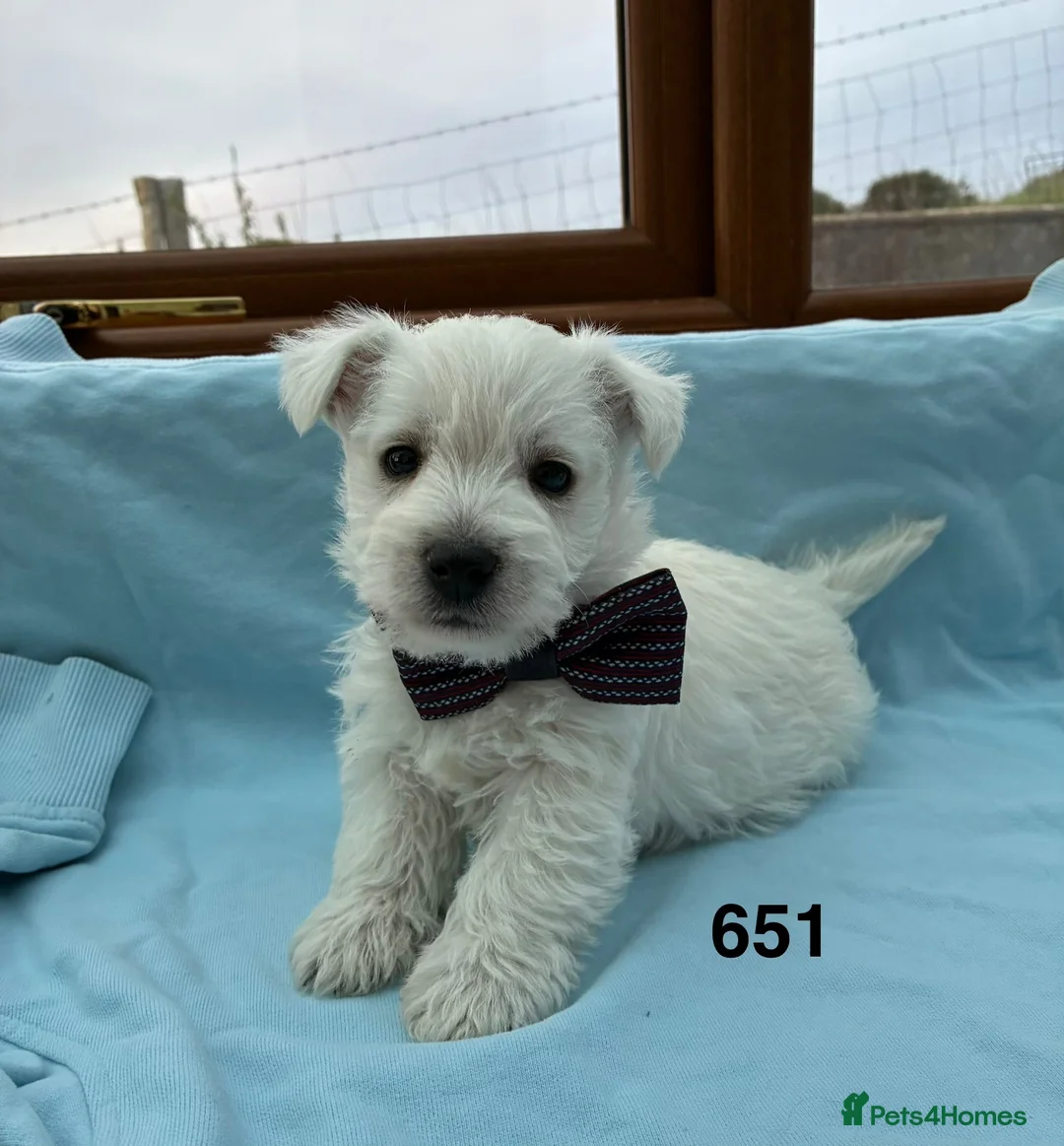 West Highland Terrier dogs for sale: West Highland Terriers  - Advert 1
