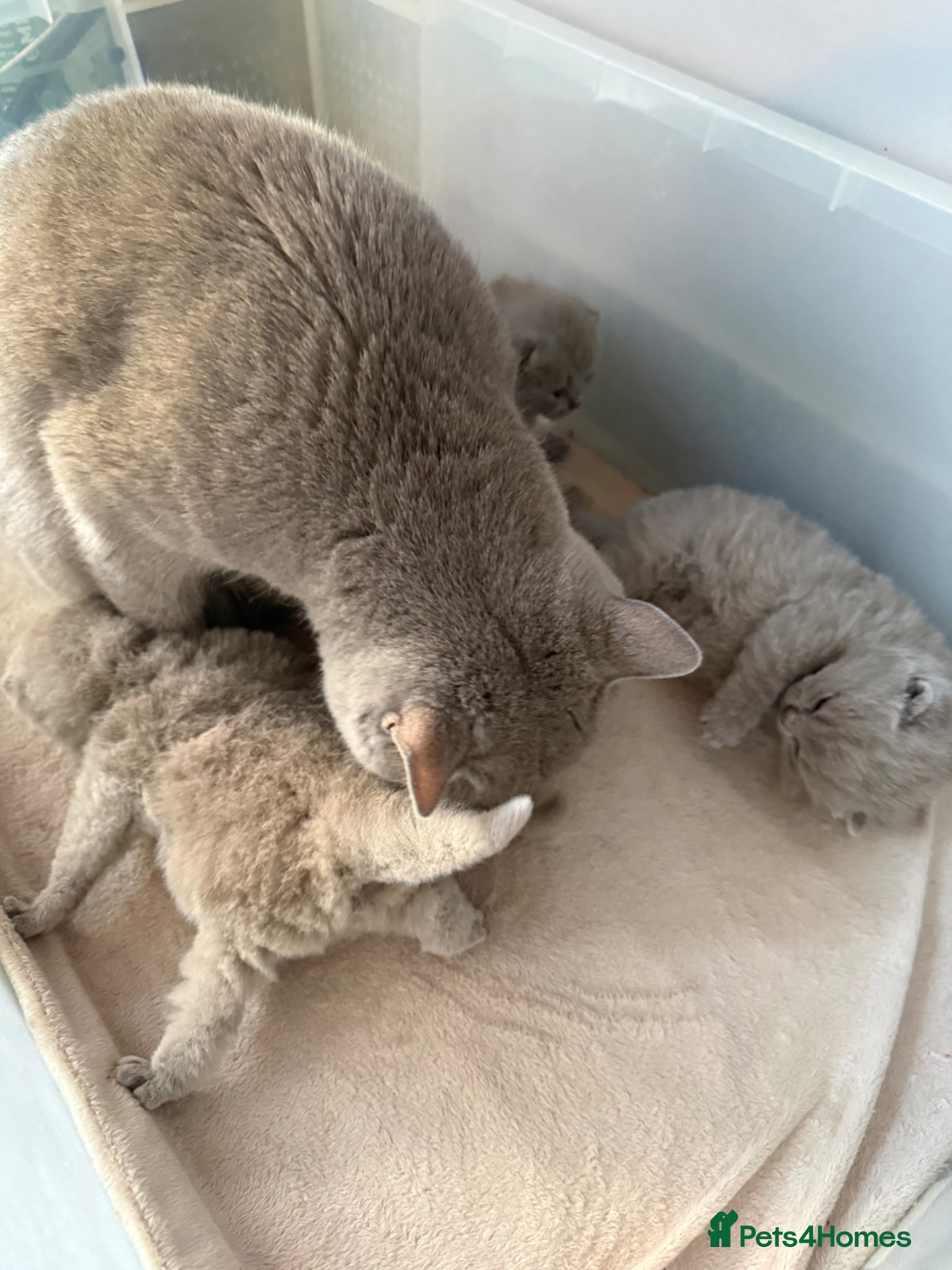 British Shorthair cats Beautiful lilac BSH GCCF - Advert 2