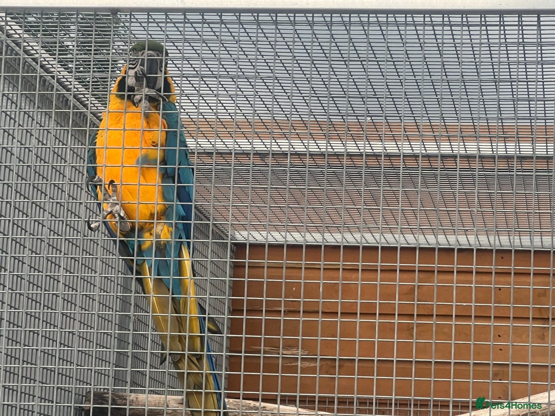 Macaws birds for sale: Two lovely pairs of blue&golds - Image 2