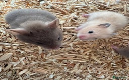 Hamster rodents for sale: Baby syrian hamsters males and females - Image 3