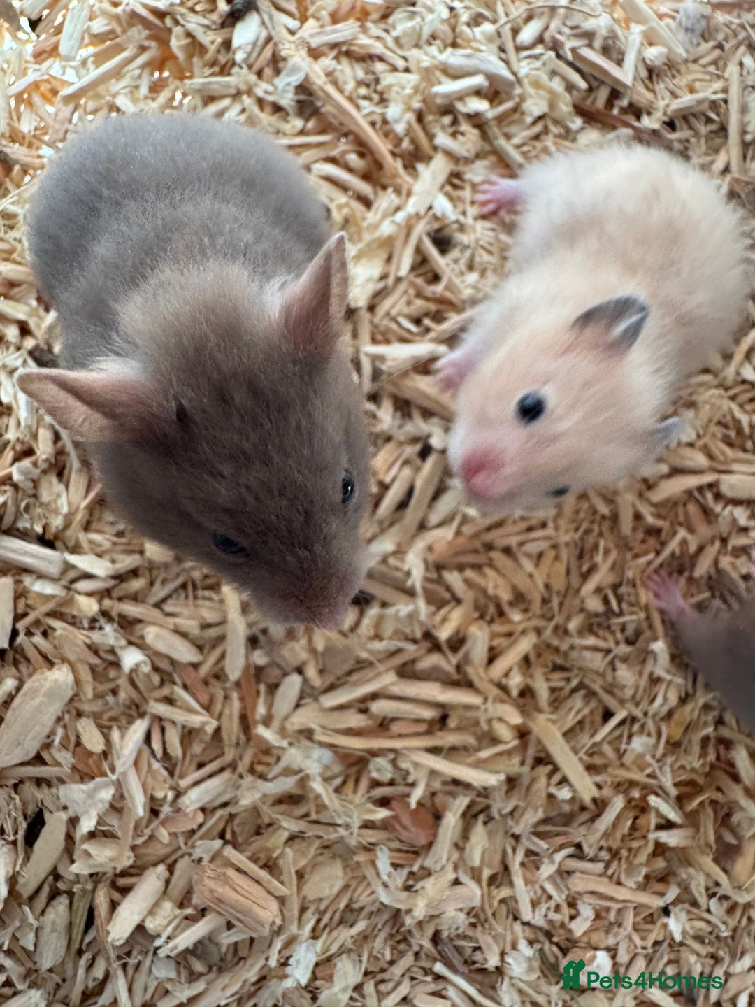 Hamster rodents for sale: Baby syrian hamsters males and females - Image 3