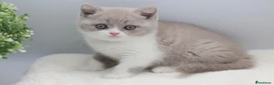British Shorthair Kitten 6