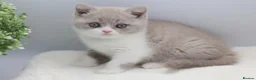 British Shorthair cats for sale: PEDIGREE REGISTERED CHUNKY BRITISH SHORTHAIRS - Advert 19