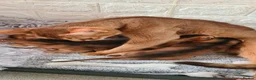 Abyssinian cats for sale: 4 Abysinnian registered boys - Advert 7