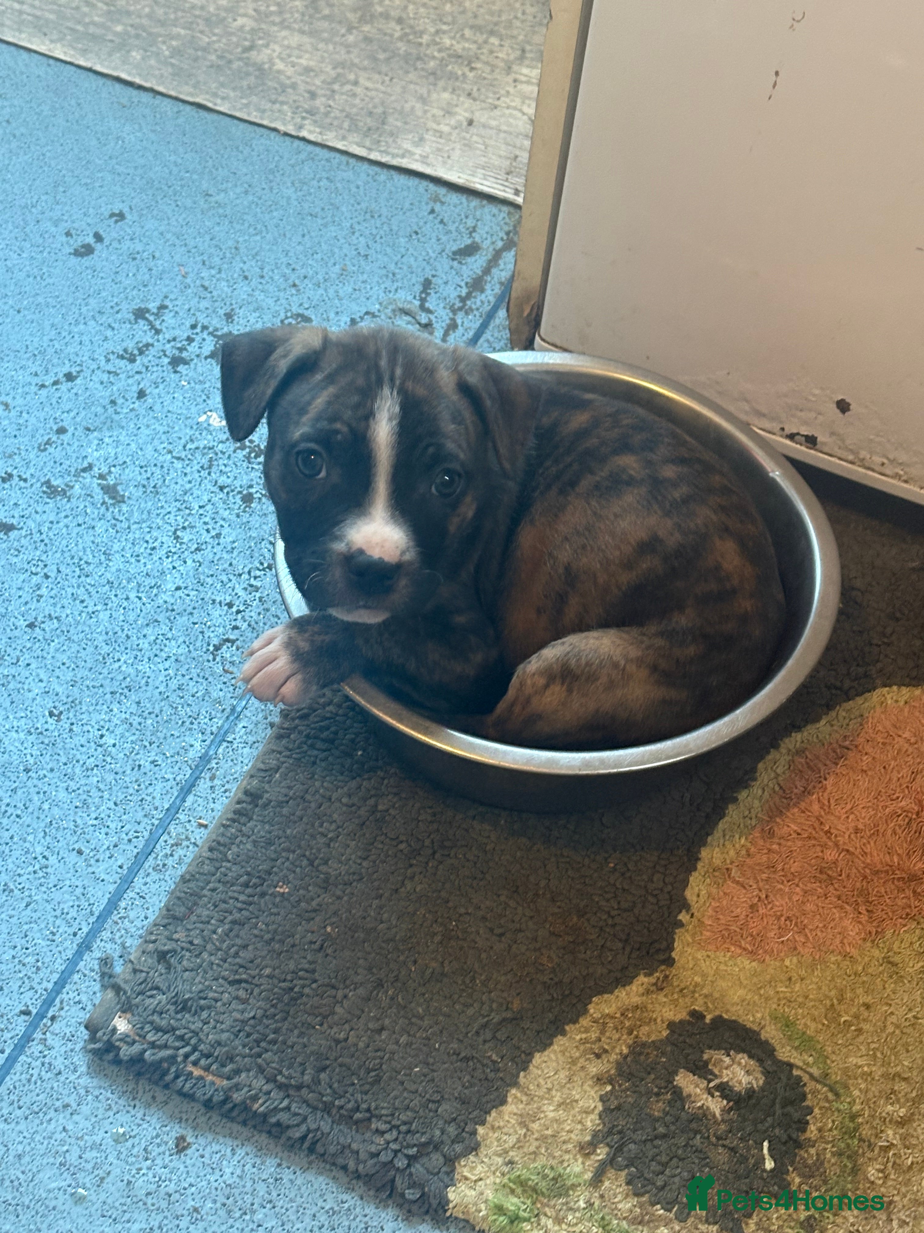 Mixed Breed dogs Staffy pups 1 boy left  - Advert 17