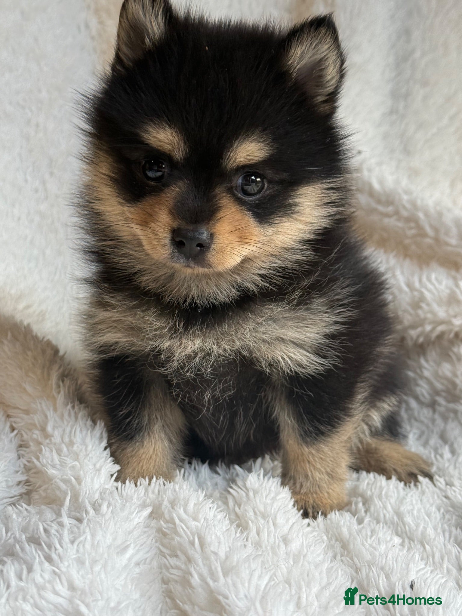 Pomsky dogs Stunning F1B Pomsky Girls - Advert 2