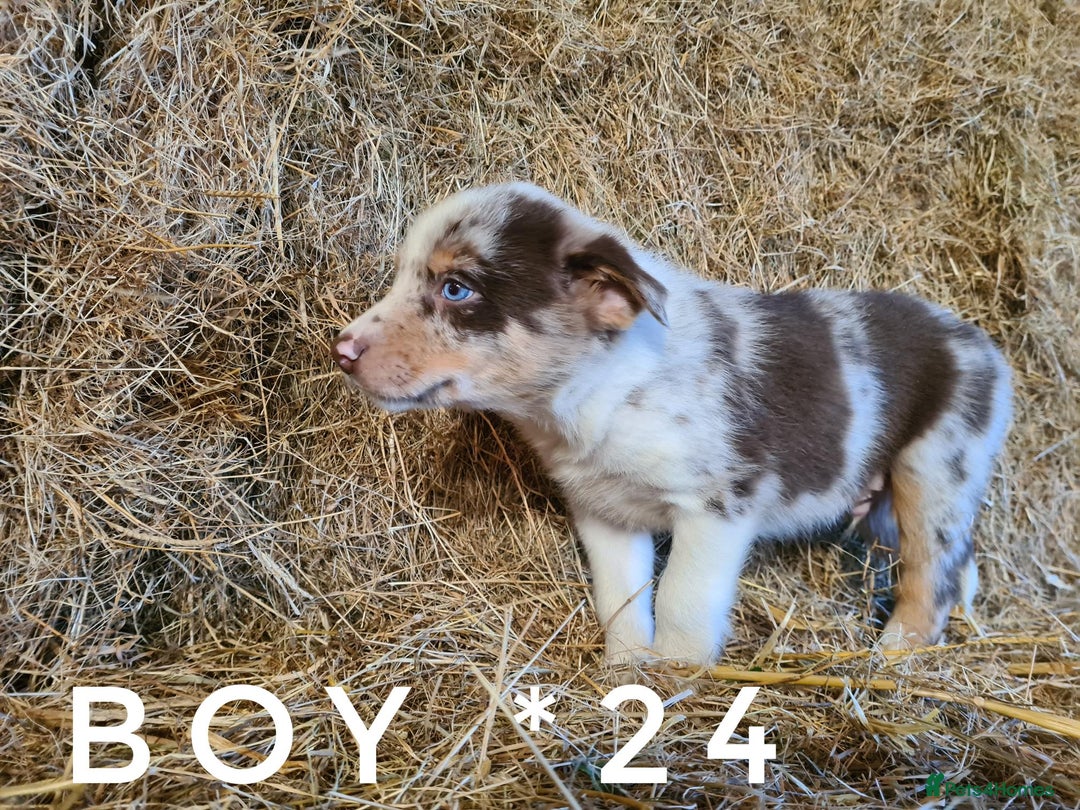Border Collie dogs for sale: Stunning red merle and red border collie pups - Image 3