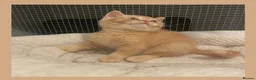 British Shorthair cats for sale: Champion GCCF British Shorthair Kittens - Advert 8