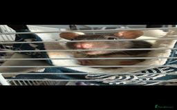 Rat rodents for sale: Free 2 female pet rats and cage  - Image 2