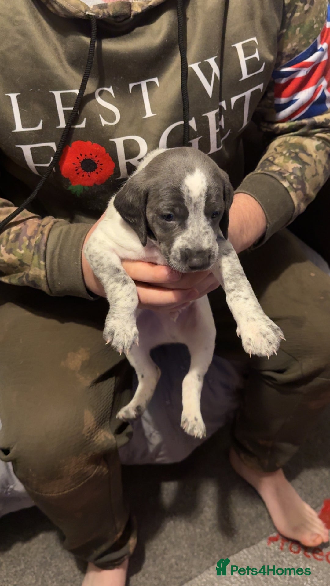 Mixed Breed dogs for sale: Bedlington X pointer  - Advert 1