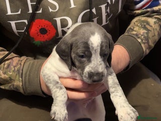 Mixed Breed dogs Bedlington X pointer - Advert 1