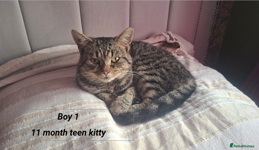 Mixed Breed cats for sale: Stunning kitten/teen kitty  for sale.  - Image 1