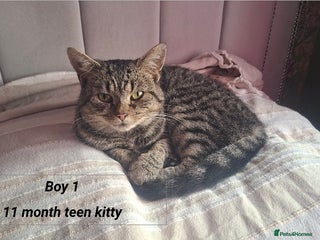 Mixed Breed cats - Advert 21