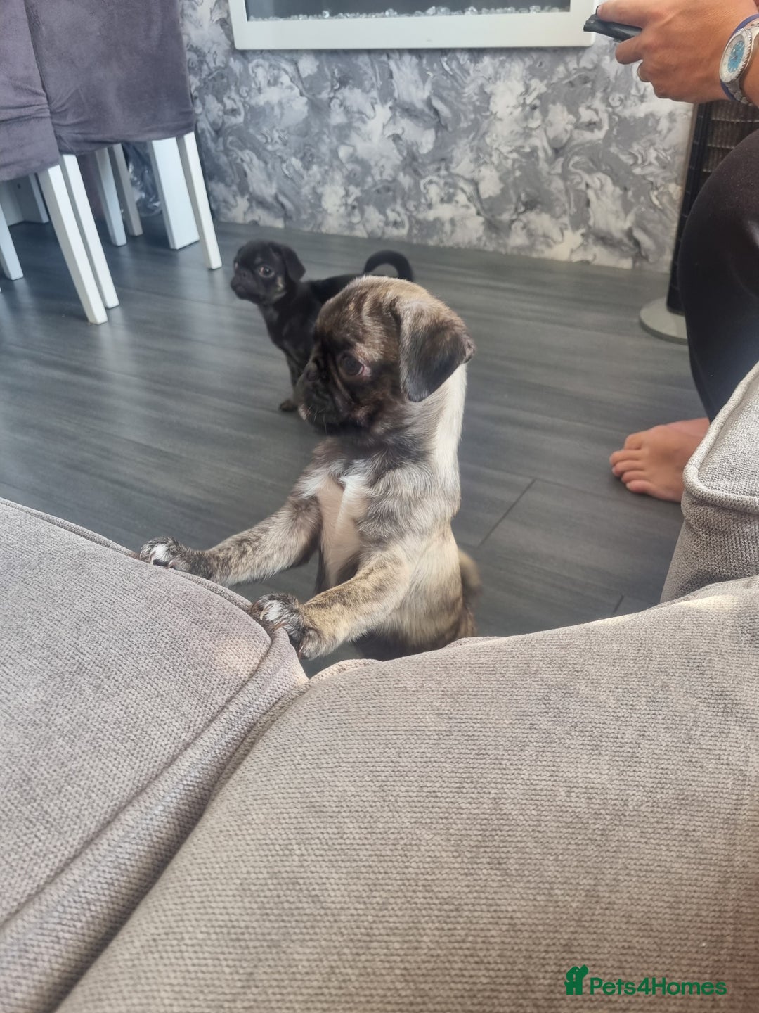 Pug dogs for sale: pug puppy - Image 2