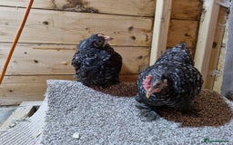 Chickens poultry for sale: Young pair of Cuckoo pekins - Image 2