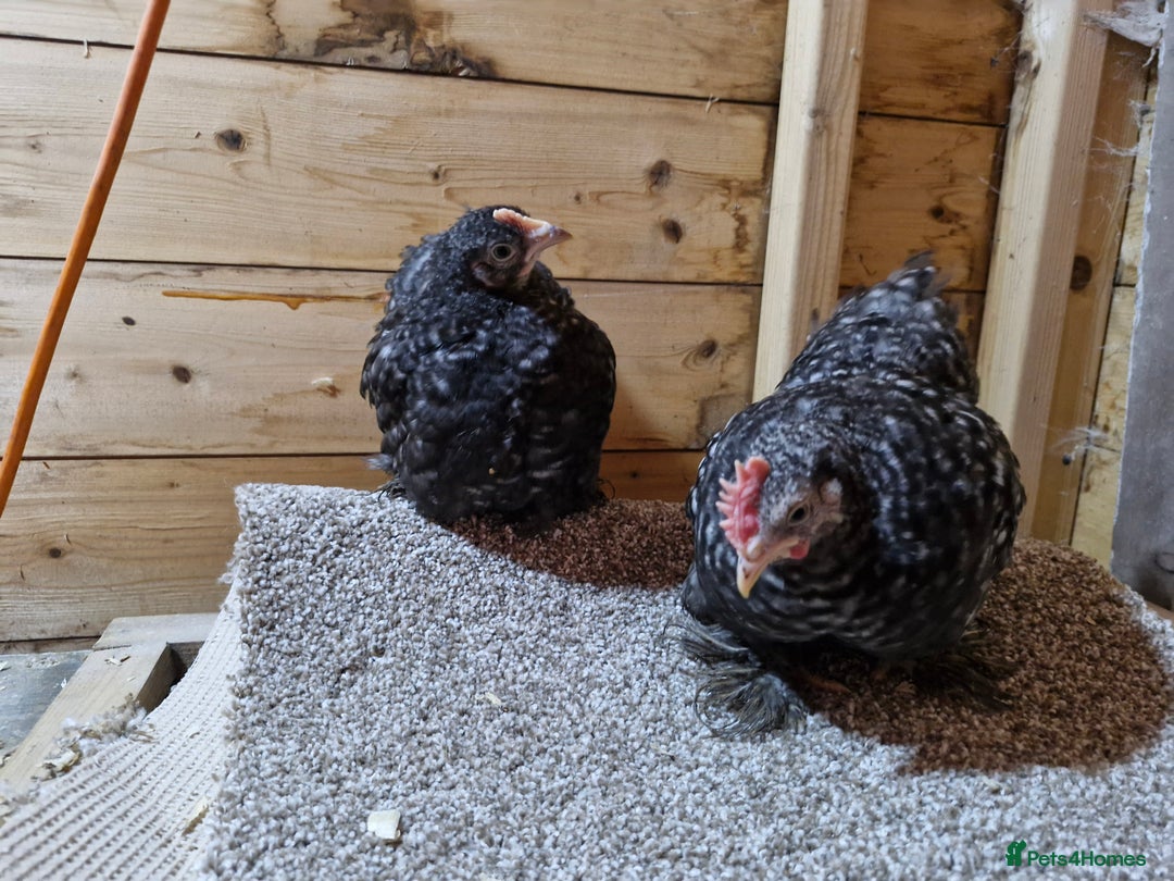 Chickens poultry for sale: Young pair of Cuckoo pekins - Image 2