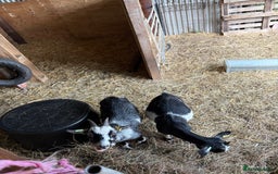 Goats livestock for sale: 2 Pygmy goats looking for new pastures. - Image 4