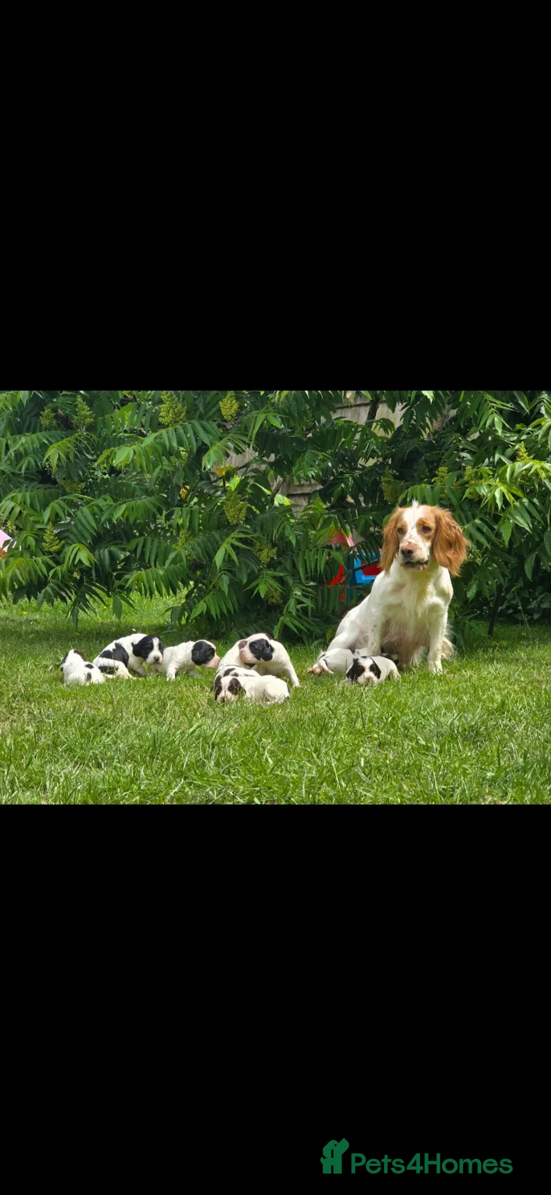 Mixed Breed dogs for sale: Merryn the clumber cross springer - Advert 2
