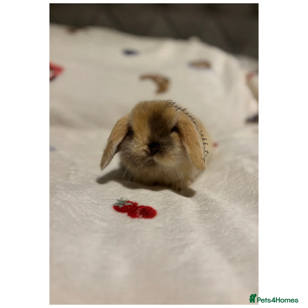 Mini Lop rabbits for sale: Stunning mini lop babies ✨ready to reserve✨  - Advert 2