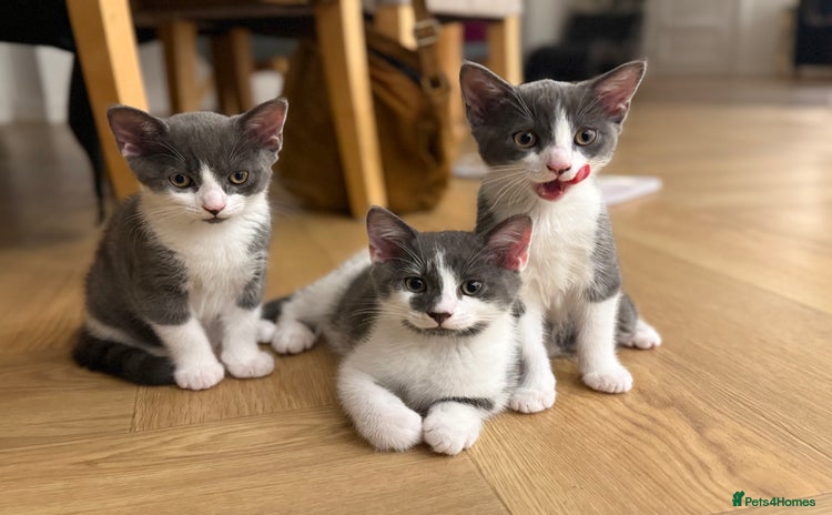 Domestic Shorthair cats - Advert 2