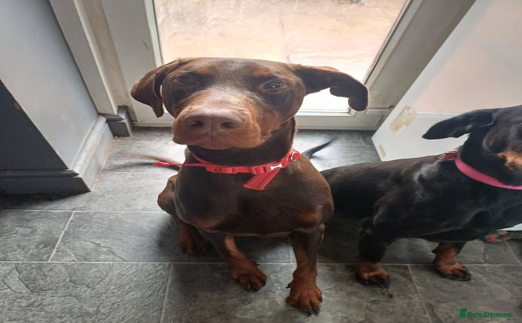 Dobermann dogs Male Dobermann for Sale - Advert 3