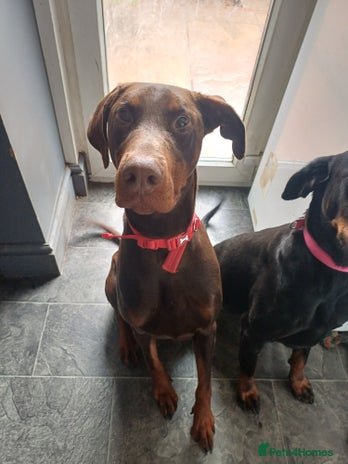 Dobermann dogs Male Dobermann for Sale - Advert 3