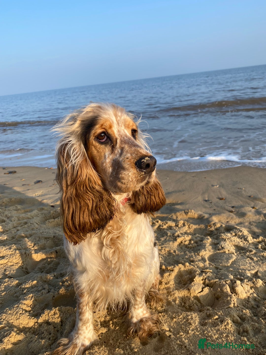 Cocker Spaniel dogs for sale: SHOW cocker spaniel puppies  - Image 2