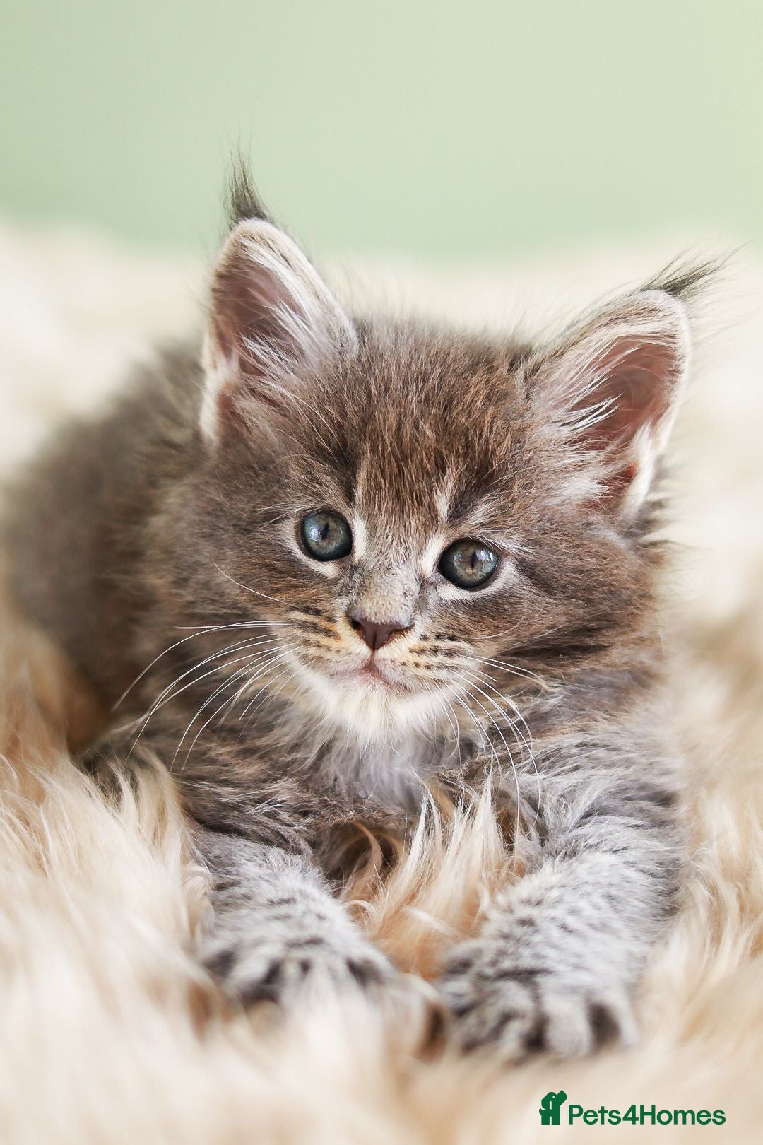 Maine Coon cats European Bloodlines Maine Coon Kittens Available - Advert 1