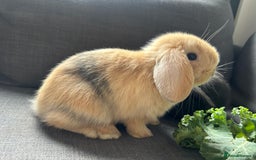 Mini Lop rabbits for sale: Beautiful baby  mini lops bunny’s  in Taunton - Image 1