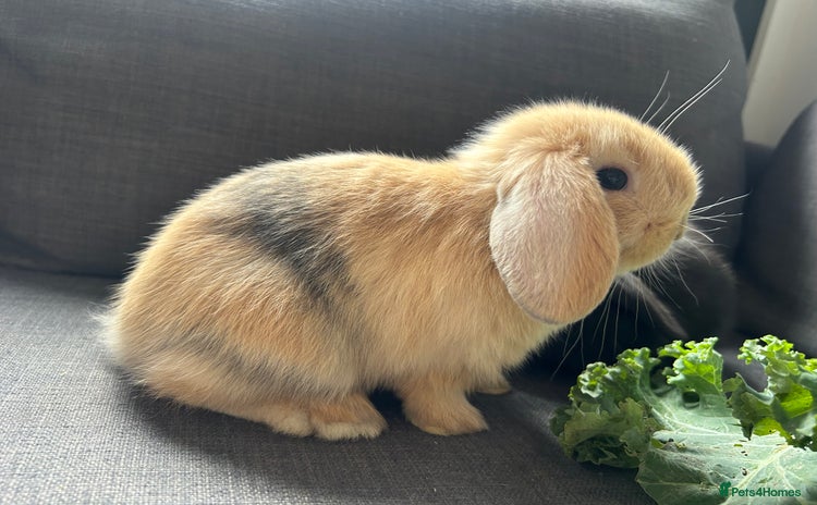 Mini Lop rabbits in Taunton - Advert 15