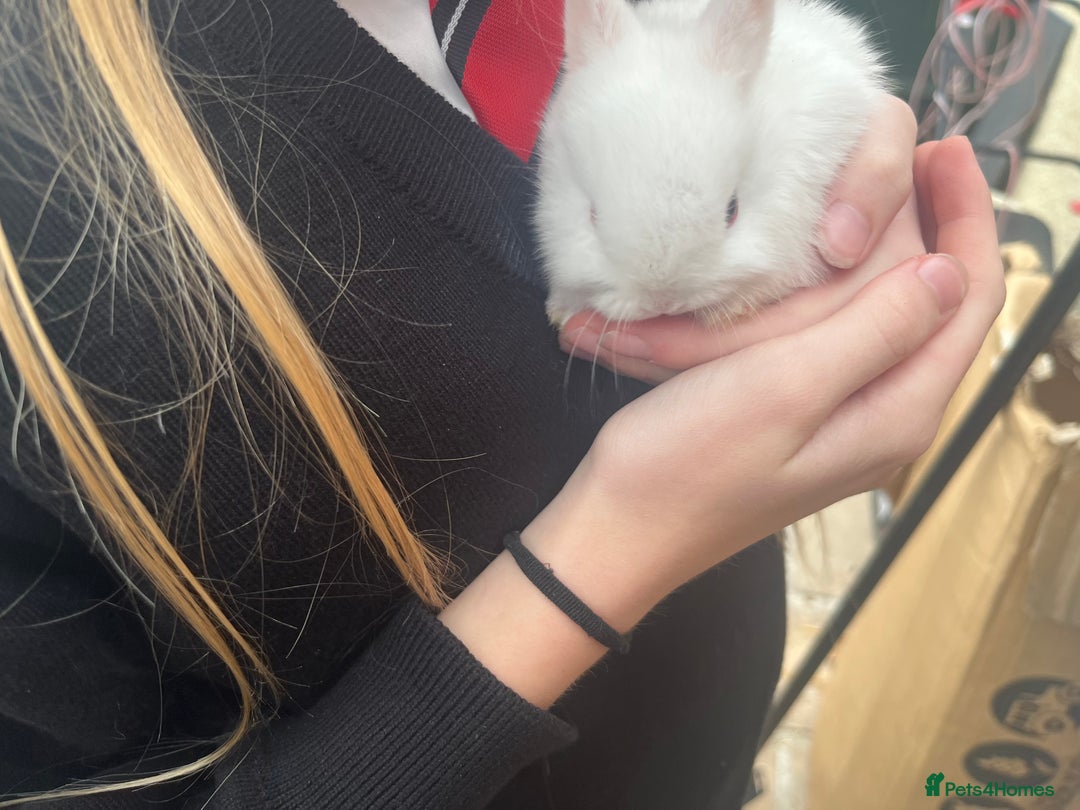 Netherland Dwarf rabbits for sale: Dwarf Bunnies - Image 6