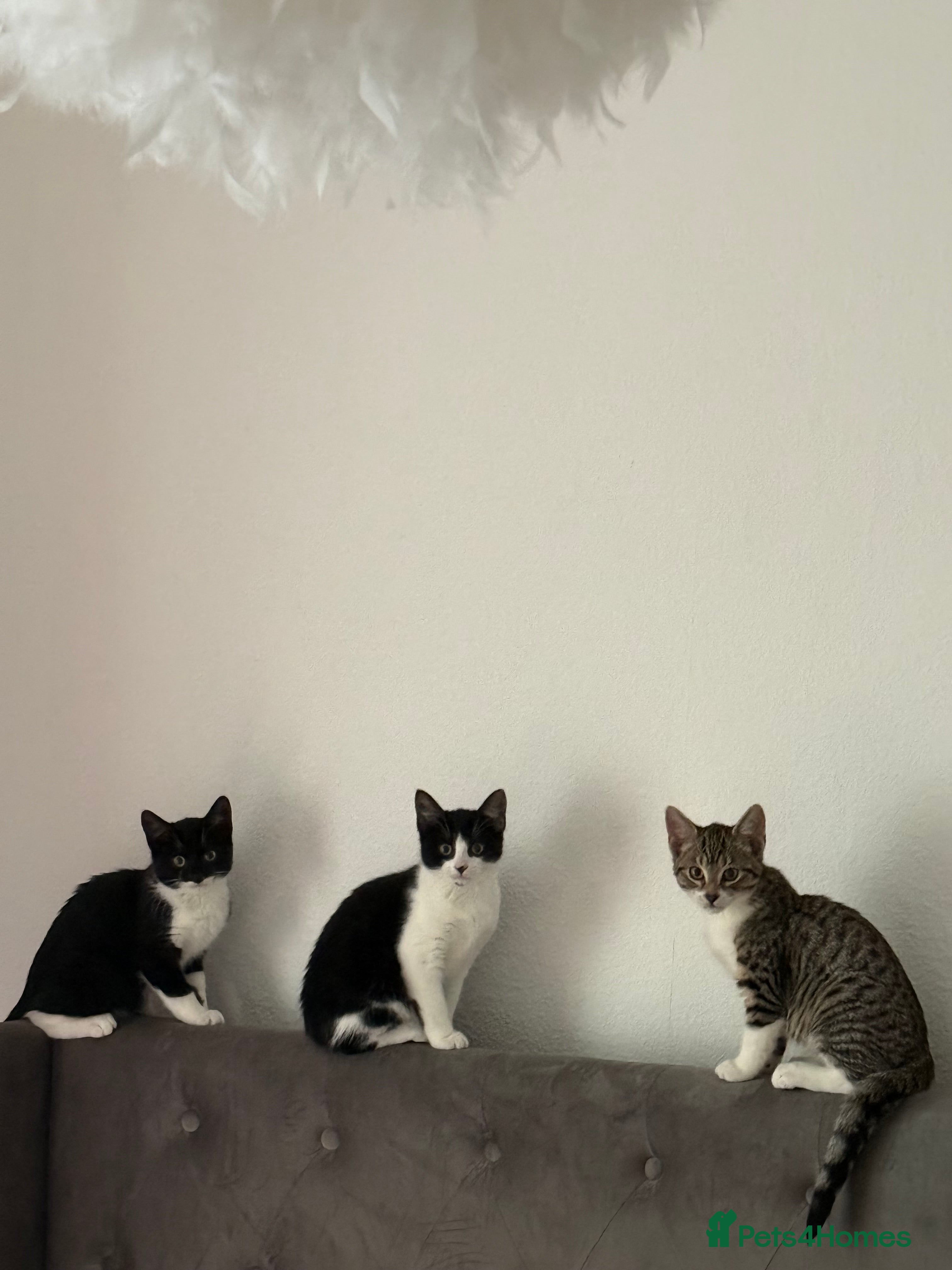 Mixed Breed cats Kittens  - Advert 6