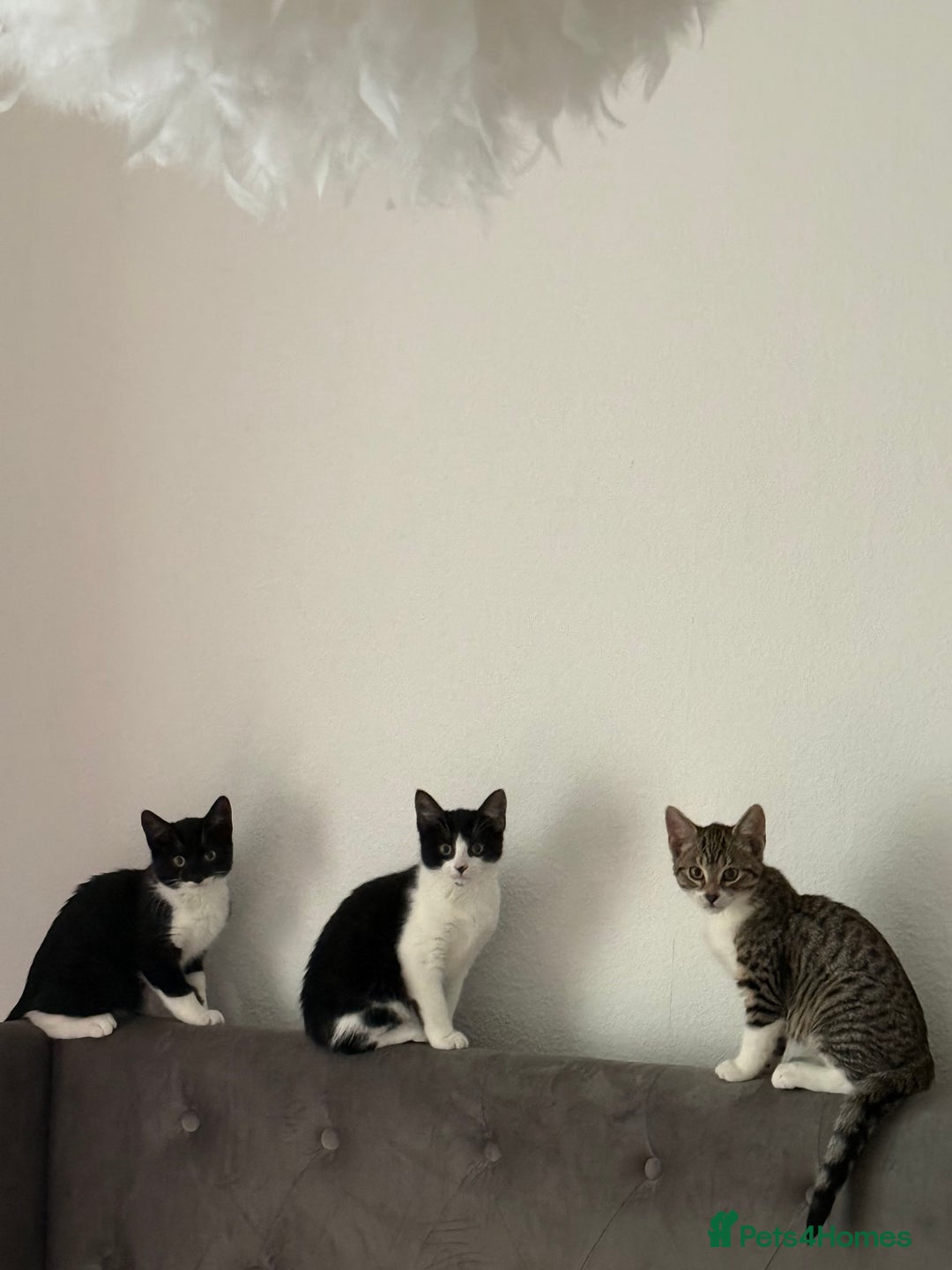 Mixed Breed cats for sale: Kittens  - Advert 1