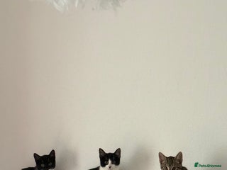 Mixed Breed cats Kittens - Advert 3