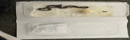 Corn Snake reptiles for sale: Corn Snakes - Advert 6