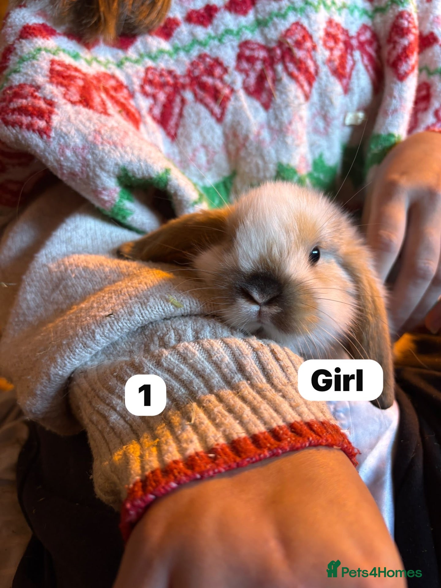 Mini Lop rabbits for sale: Super cute mini lops for sale  - Advert 1