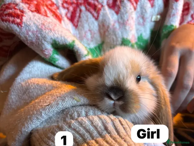 Mini Lop rabbits for sale: Super cute mini lops for sale - Advert 1