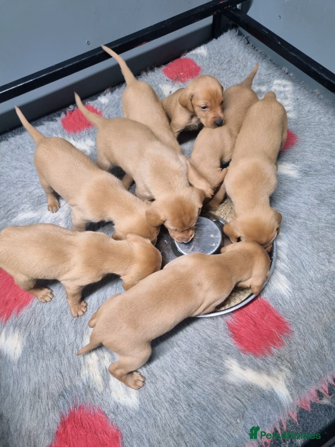 Hungarian Vizsla dogs for sale: Vizslador Puppies  - Advert 15