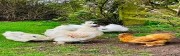 Chickens poultry for sale: Large Fowl and Bantam Hatching Eggs - Advert 4