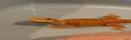 Bearded Dragon reptiles for sale: Red bearded dragon and set up in Runcorn - Advert 8
