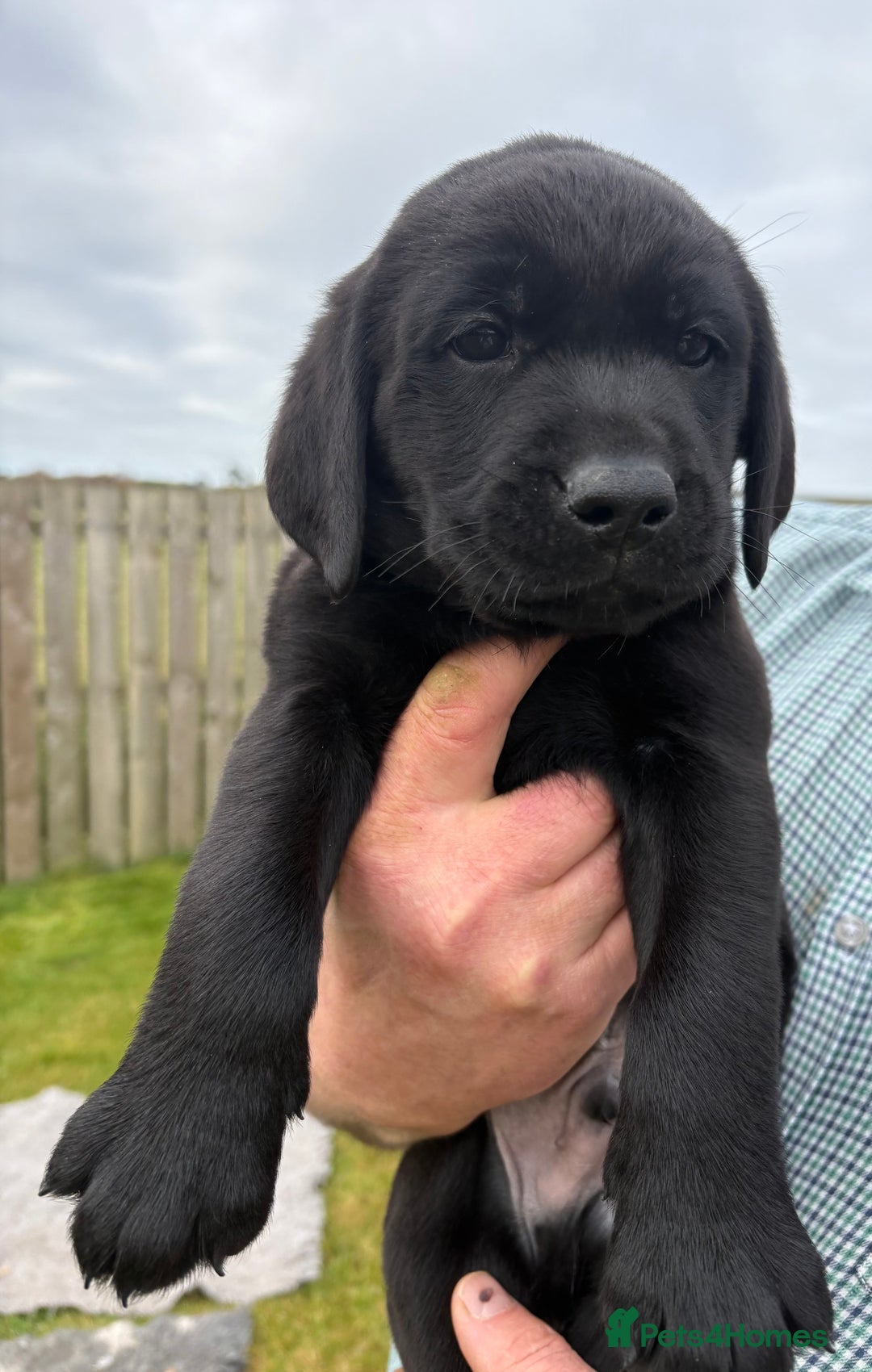 Labrador Retriever dogs for sale: Beautiful Black Labrador Puppies KC Registered  - Image 8
