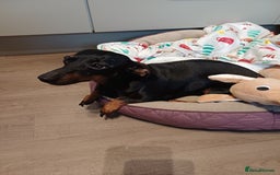 Miniature Dachshund dogs for sale: Beautiful Miniature Dachshund - Advert 2