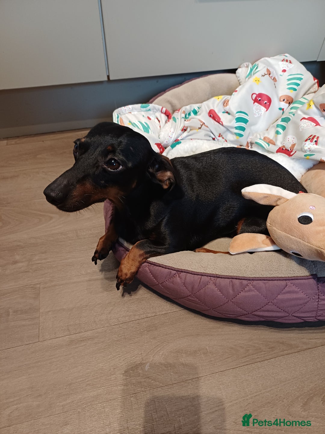 Miniature Dachshund dogs for sale: Beautiful Miniature Dachshund - Advert 2