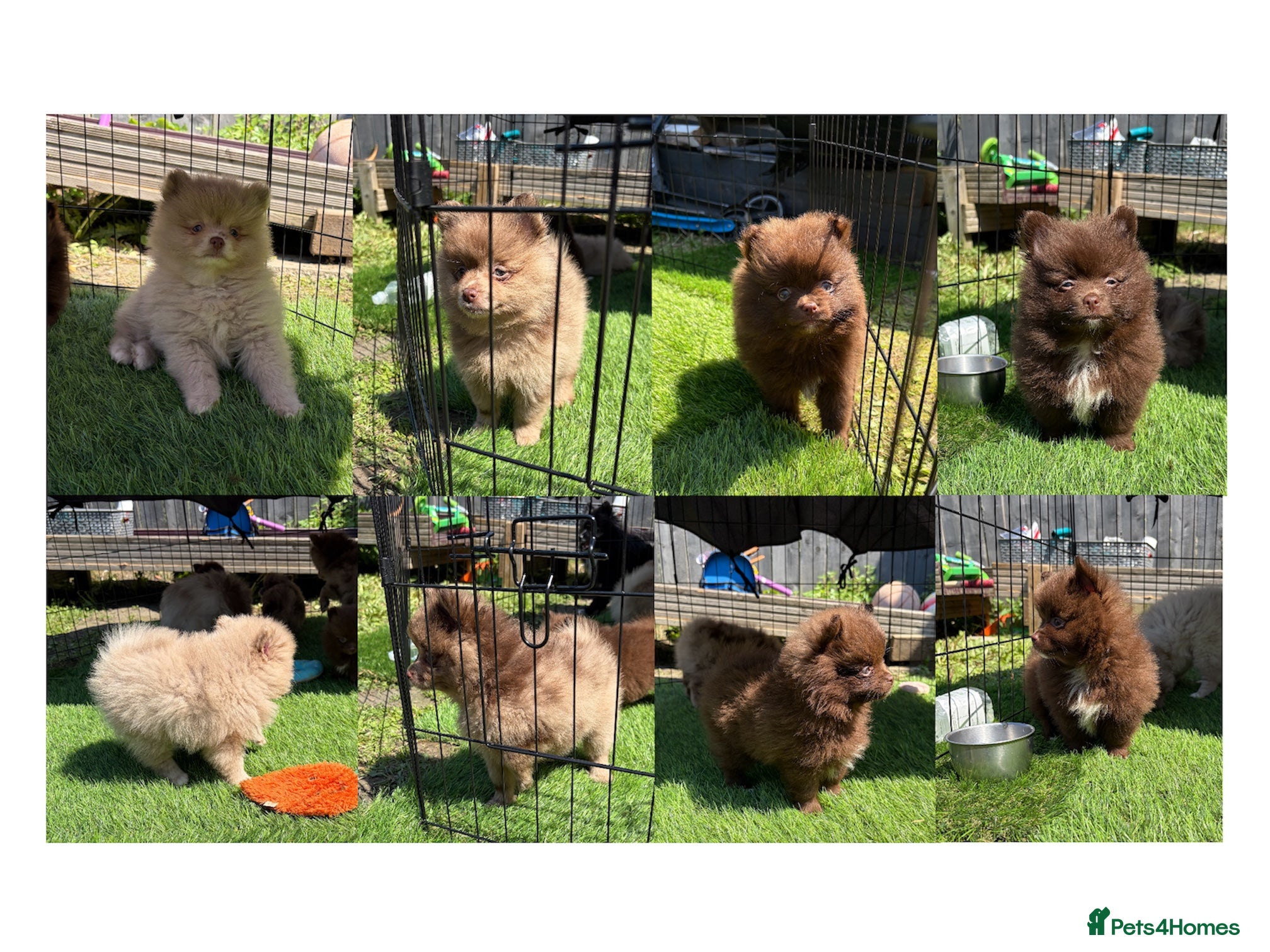 Pomeranian dogs READY NOW! DNA 100% POM!🧬HEALTH TESTED!🧬 - Advert 13