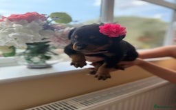 Rottweiler dogs for sale: Rottweiler puppies  - Image 8